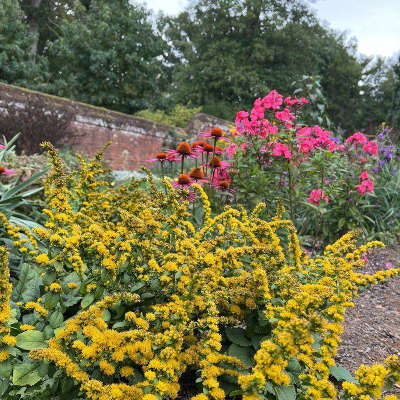 Goldenrod