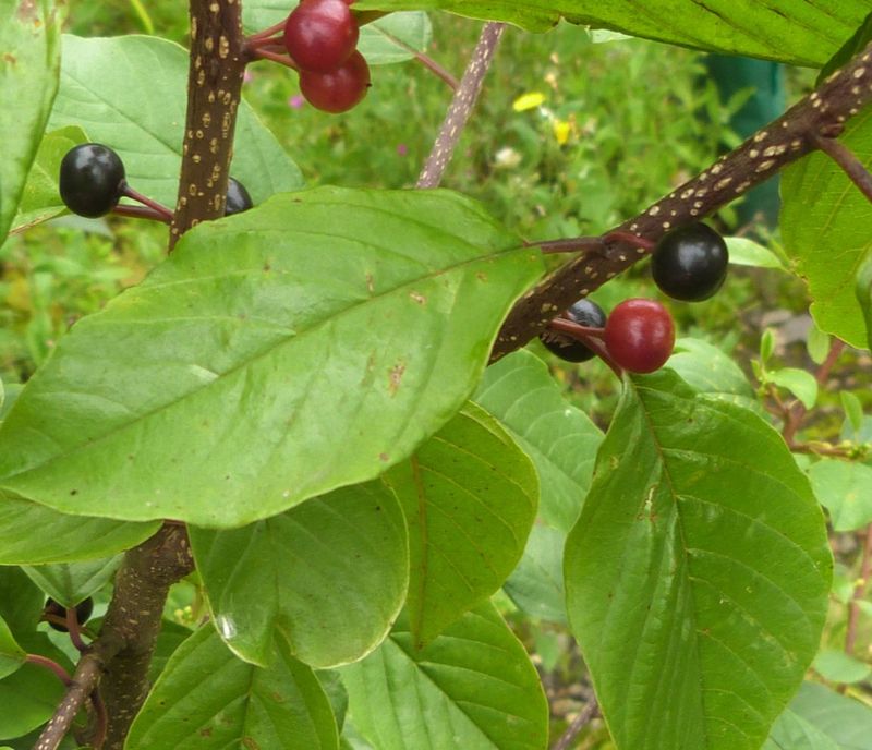 Alder Buckthorn