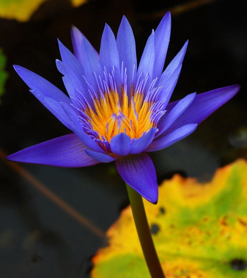 Blue Lotus