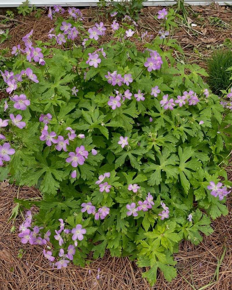 Wild Geranium