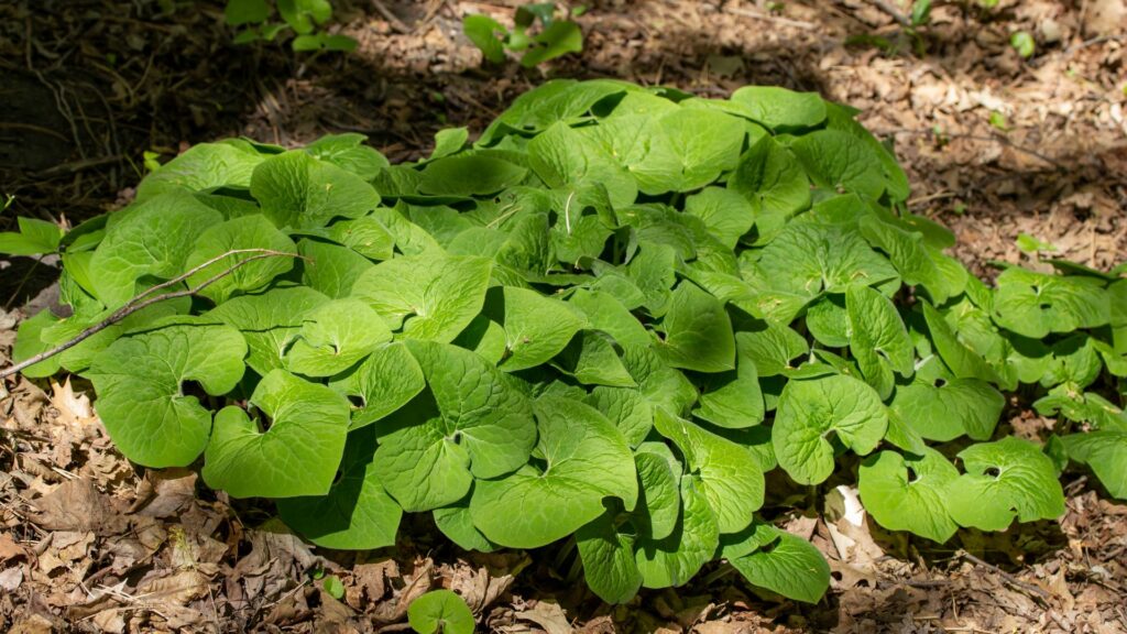 Wild Ginger (Asarum canadense)