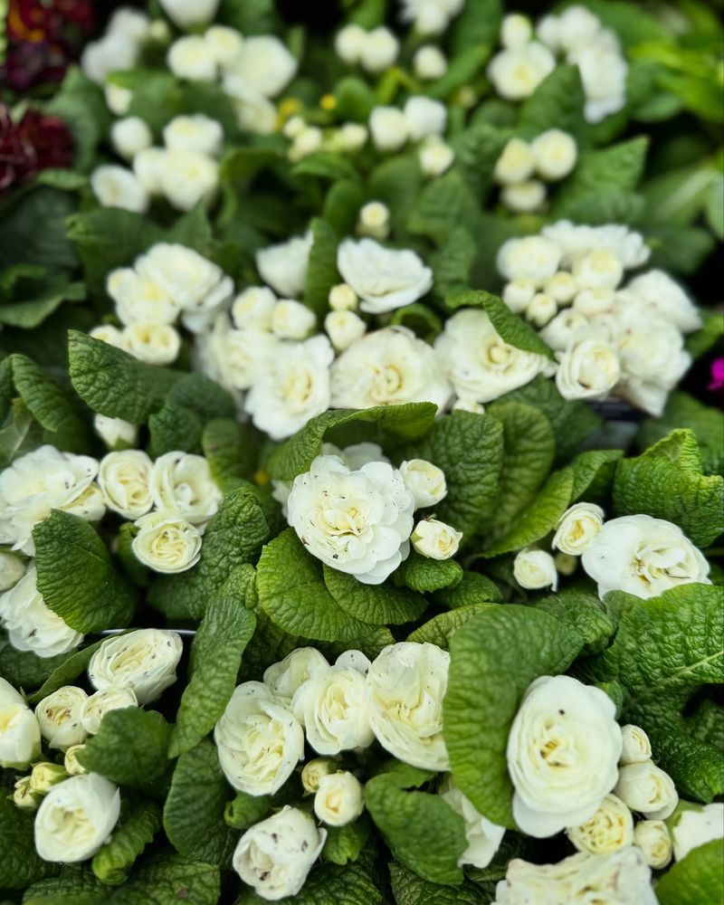 Primrose (Primula)