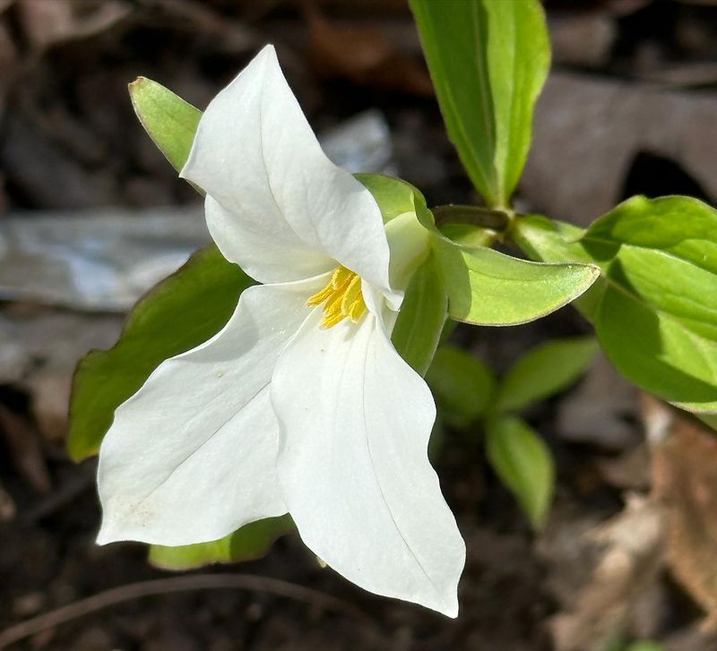 Great White Trillium