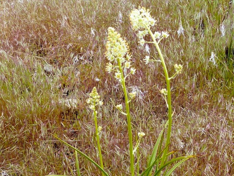 Death Camas