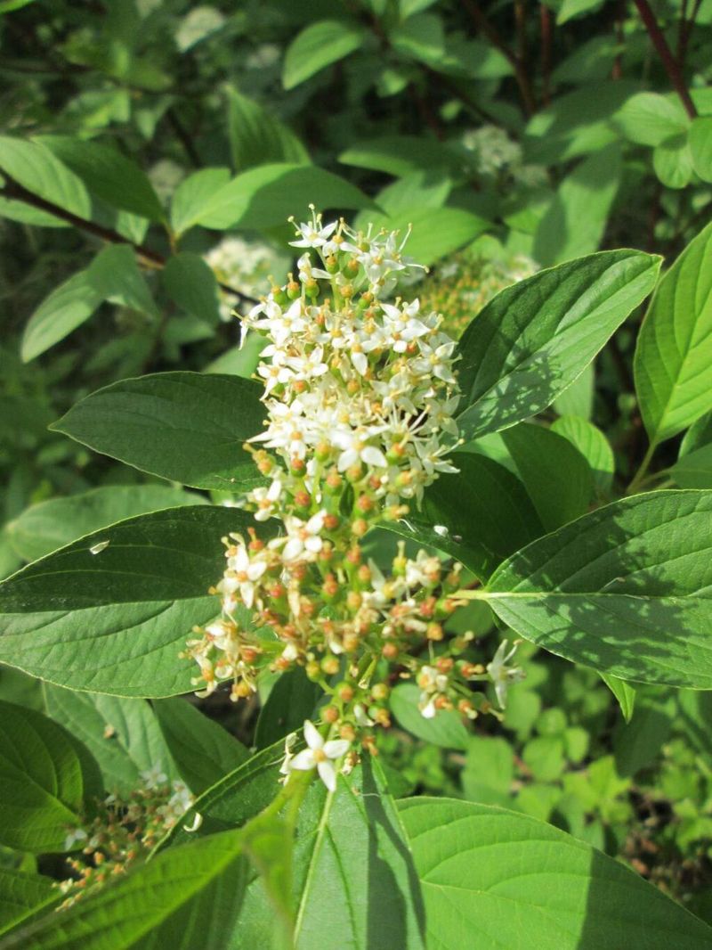 Dogwood