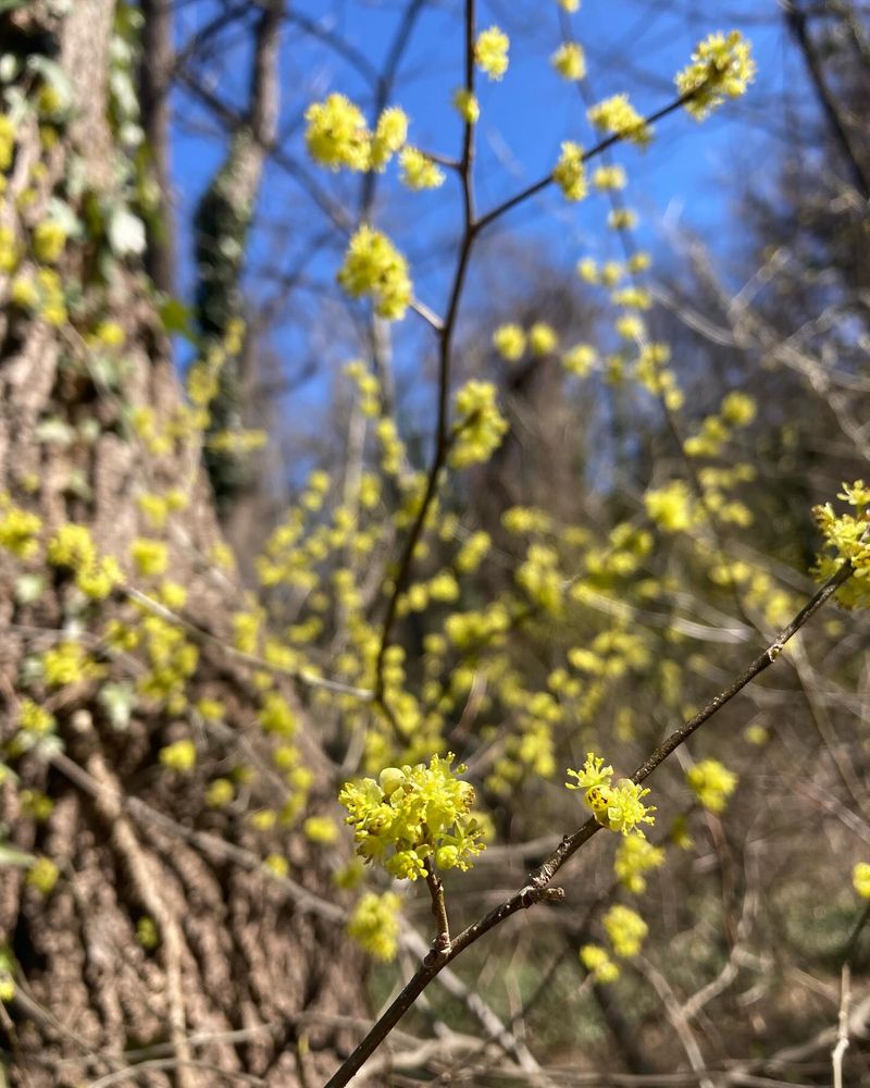 Spicebush (Lindera benzoin)