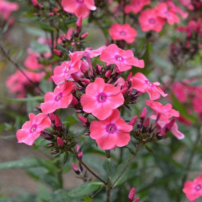 Meadow Phlox