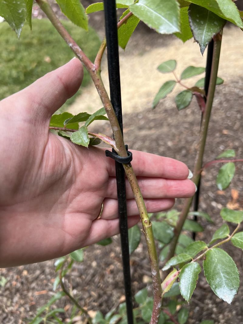 Cane Borers