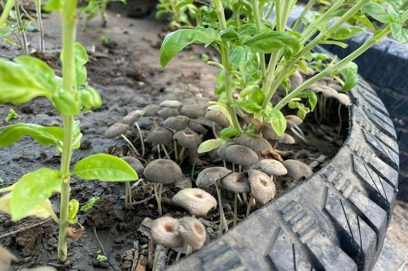 Visible Fungus or Mushrooms