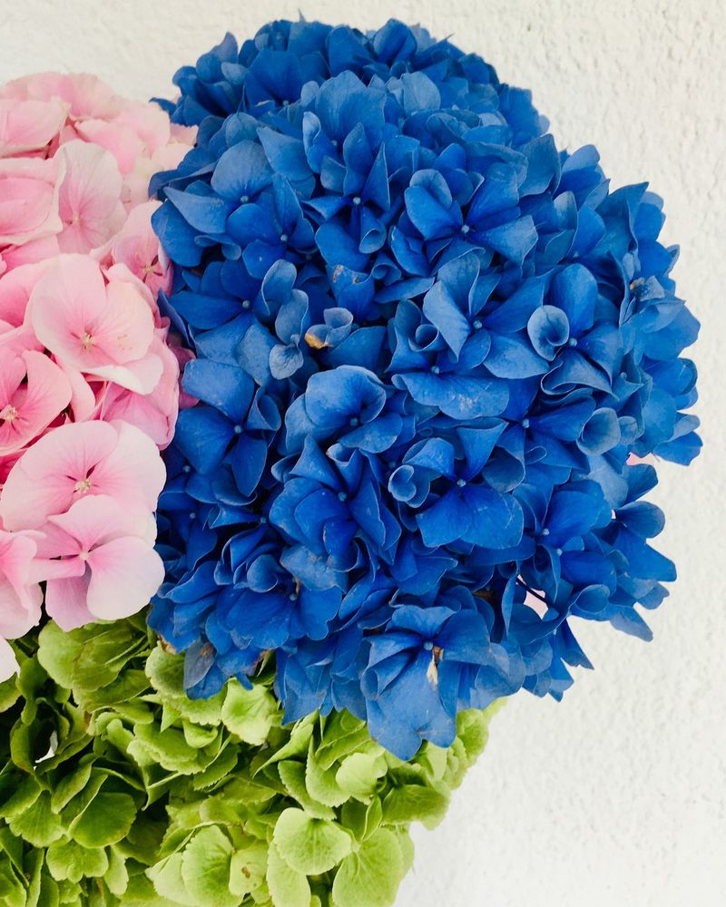 Eggshells Boost Hydrangea Blooms