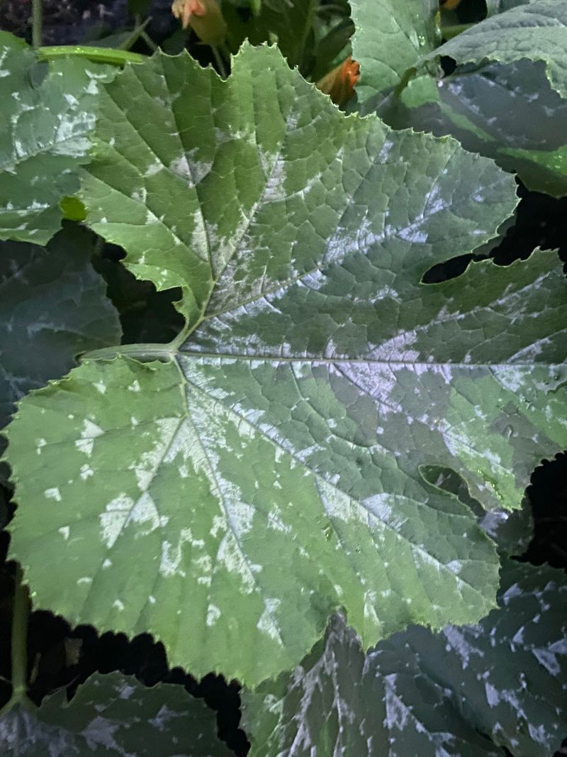 Mildew Menace