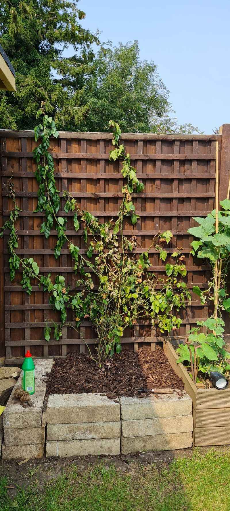 Chemical Root Killer (Organic Options)