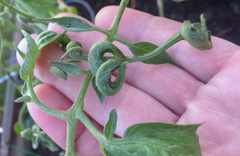 Herbicide Drift Causes Invisible Damage