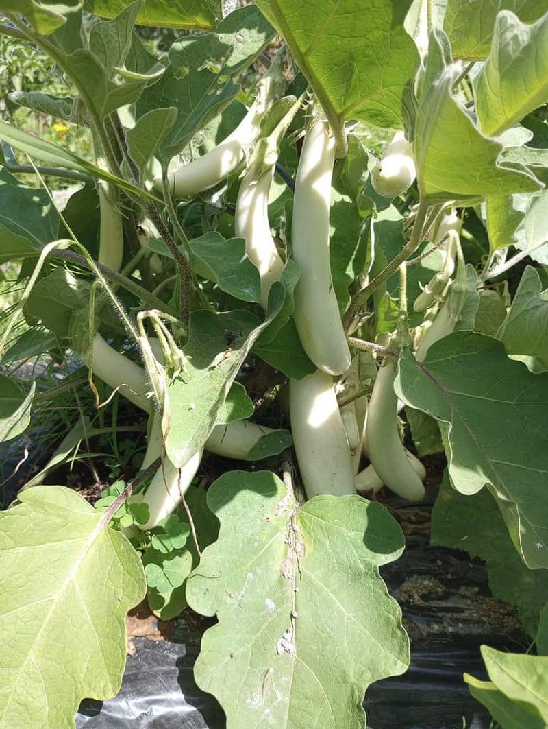 Too Close To Other Eggplants