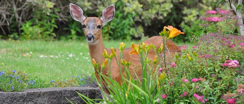 Deer Highways