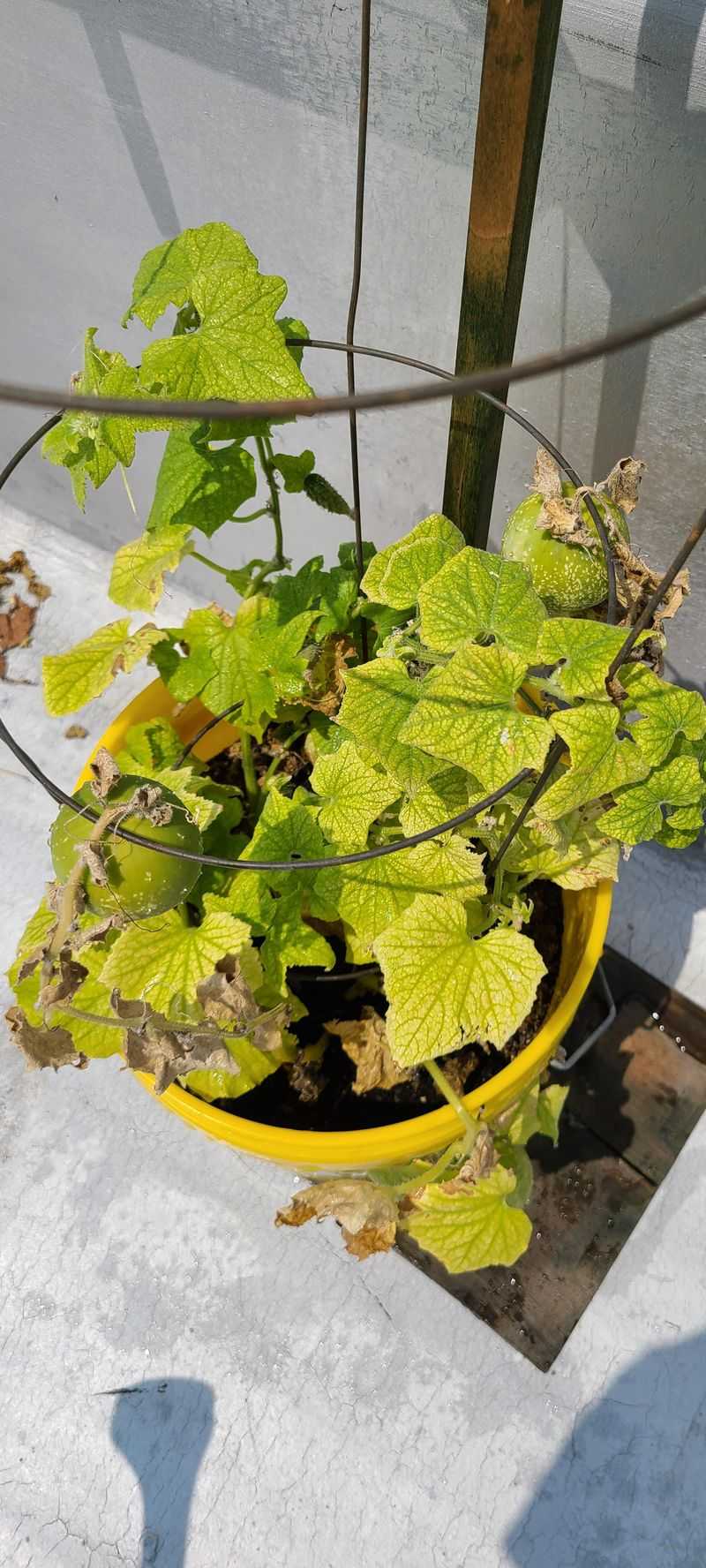 Alkaline Soil