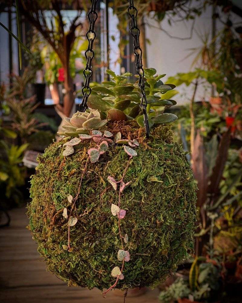 Hanging Kokedama