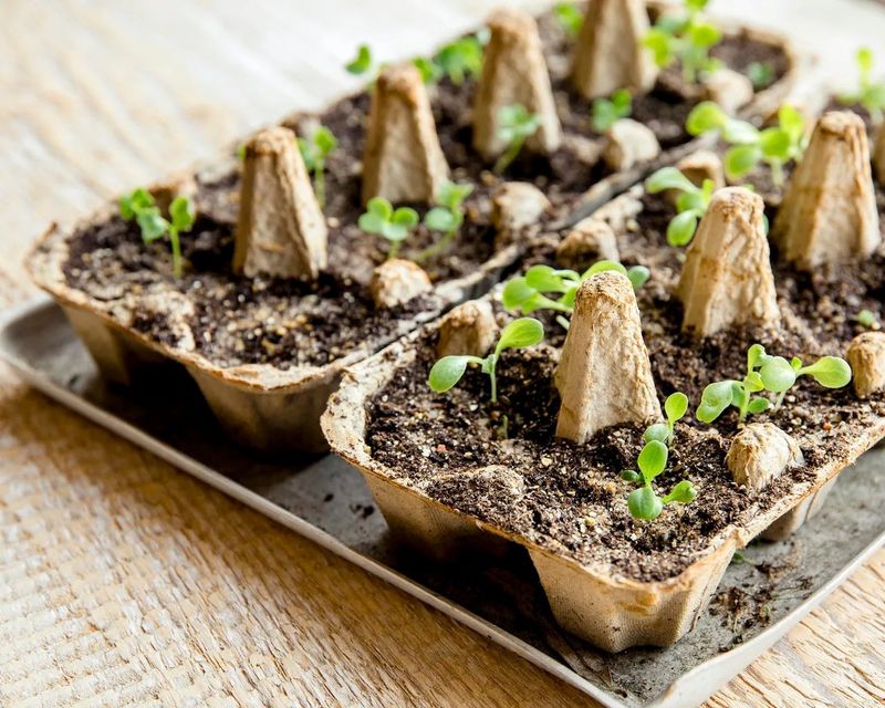 Egg Cartons Become Seedling Starters