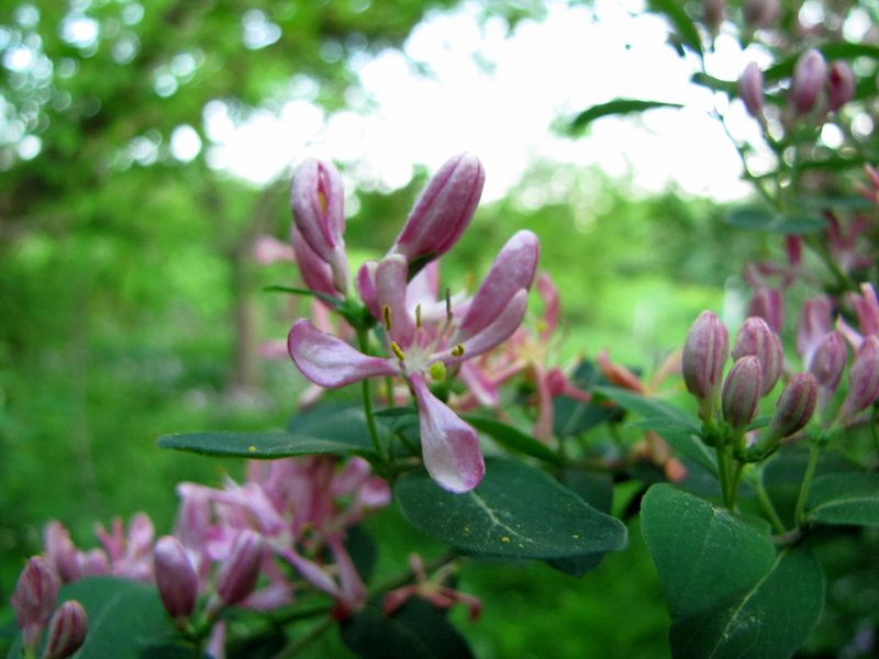 Bush Honeysuckle (Lonicera tatarica)