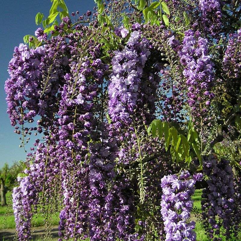 Black Dragon Wisteria (Wisteria floribunda 'Black Dragon')
