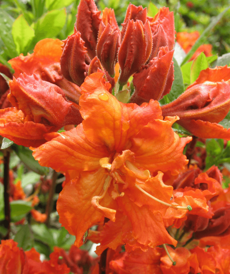 Exbury Azalea