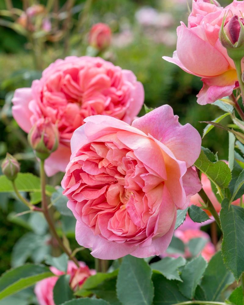 Rose (Rosa varieties)