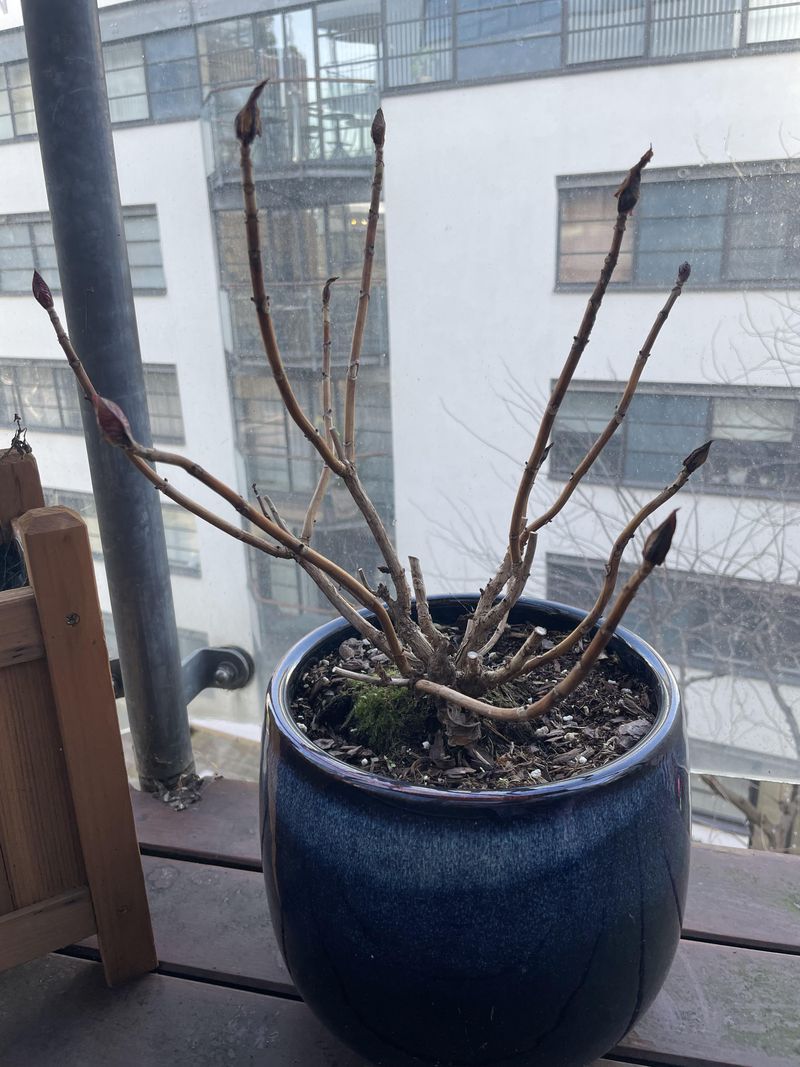 Ignoring Dormancy Needs