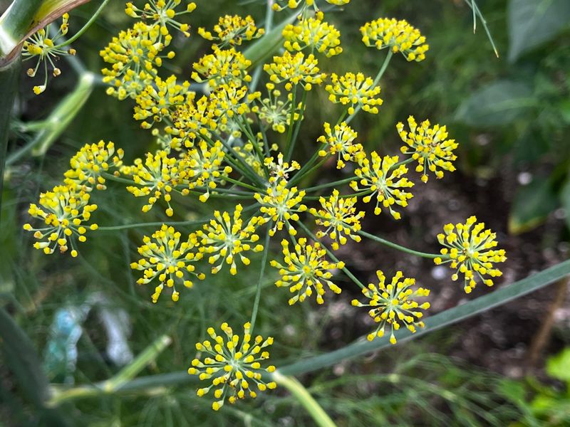 Fennel: Temperamental And Often Bolts