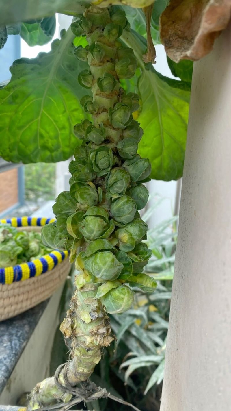 Brussels Sprouts: The Patient Gardener's Reward