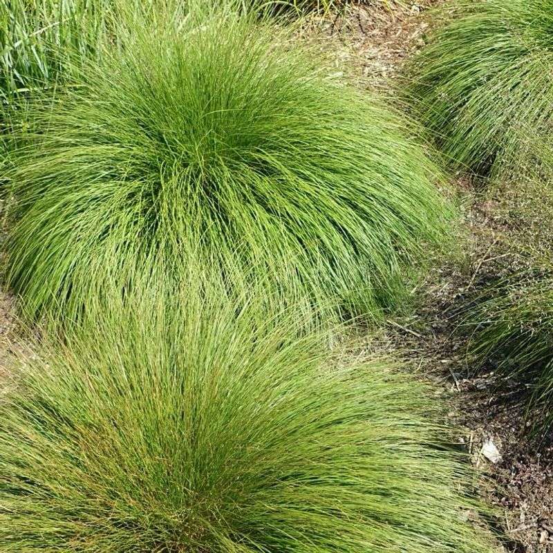Prairie Dropseed