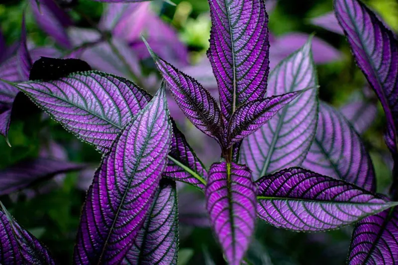 Persian Shield