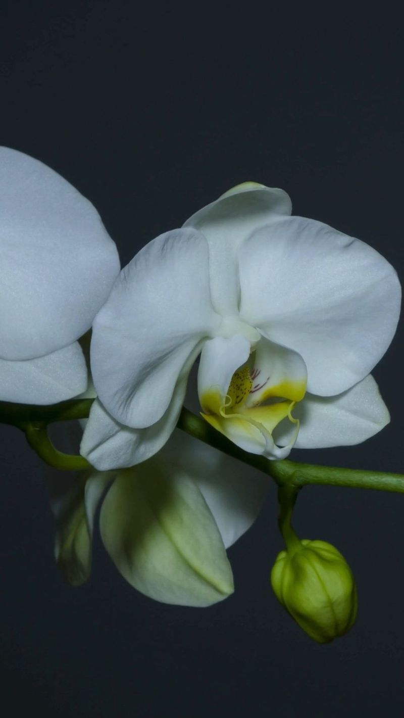 Orchids