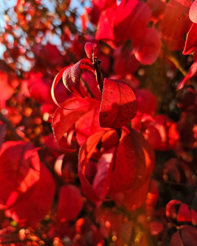 Burning Bush