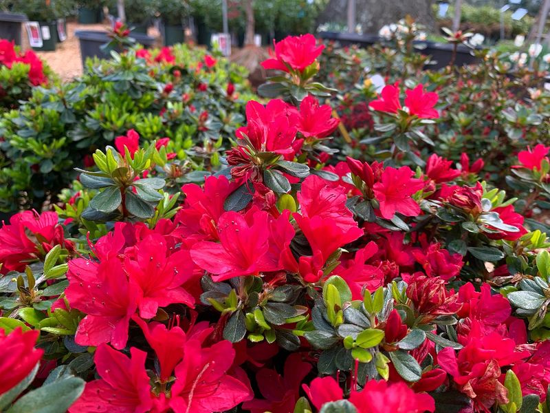 Azalea