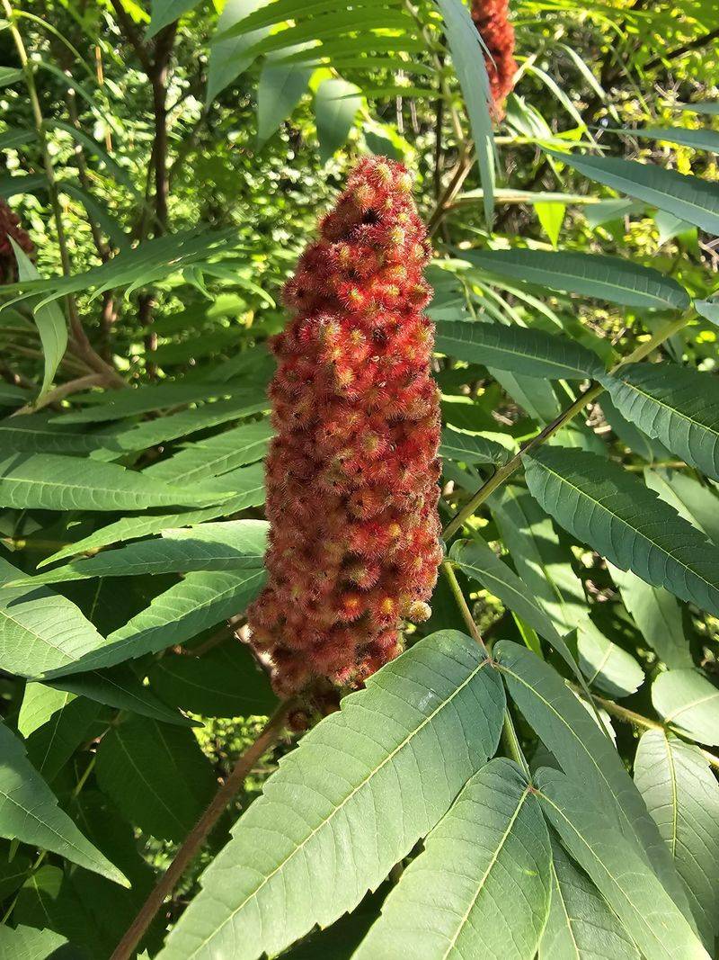 Allelopathic Sumac Danger