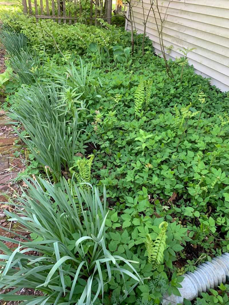 Bishop's Weed