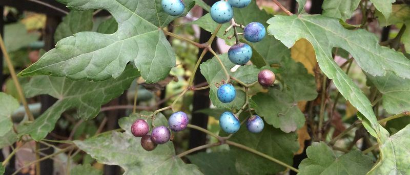Porcelain Berry (Ampelopsis brevipedunculata)