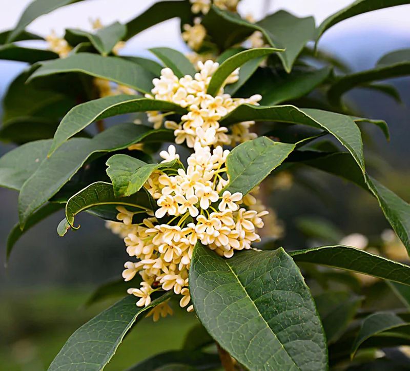 Osmanthus (Osmanthus fragrans)