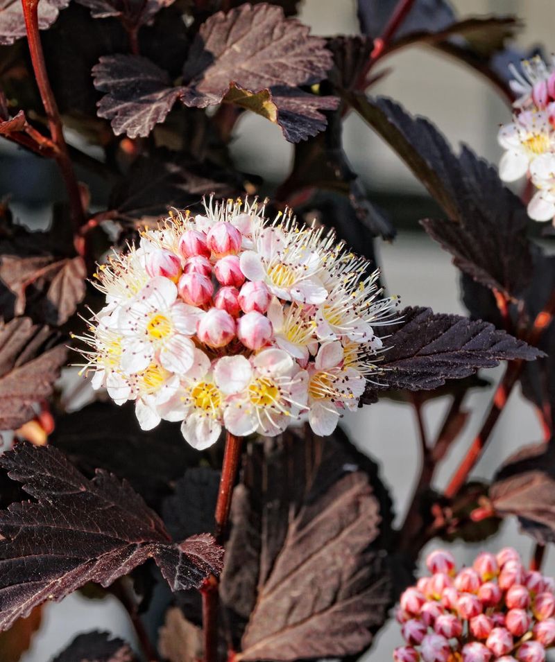 Ninebark Shrub