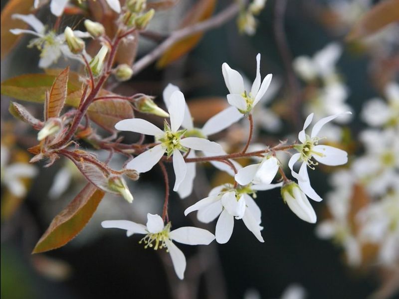 Serviceberry
