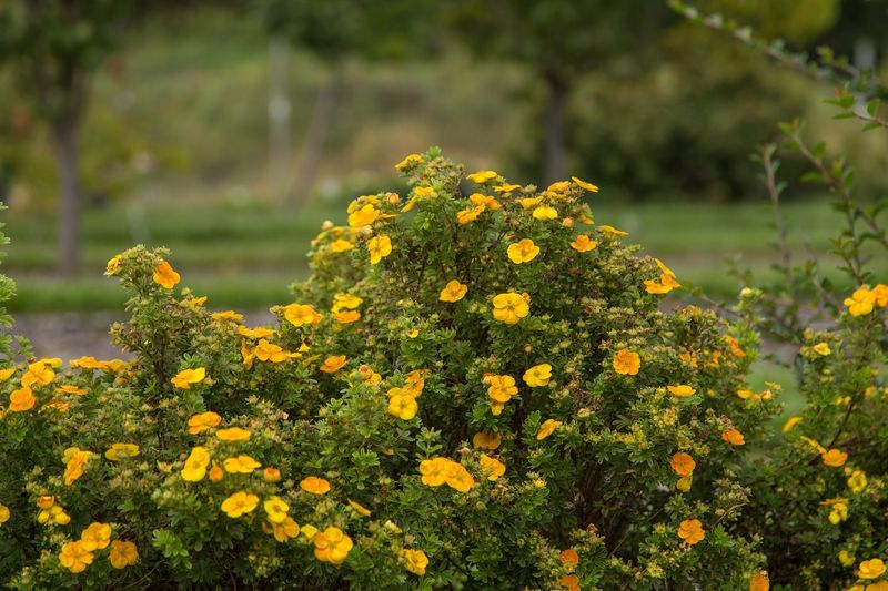 Potentilla