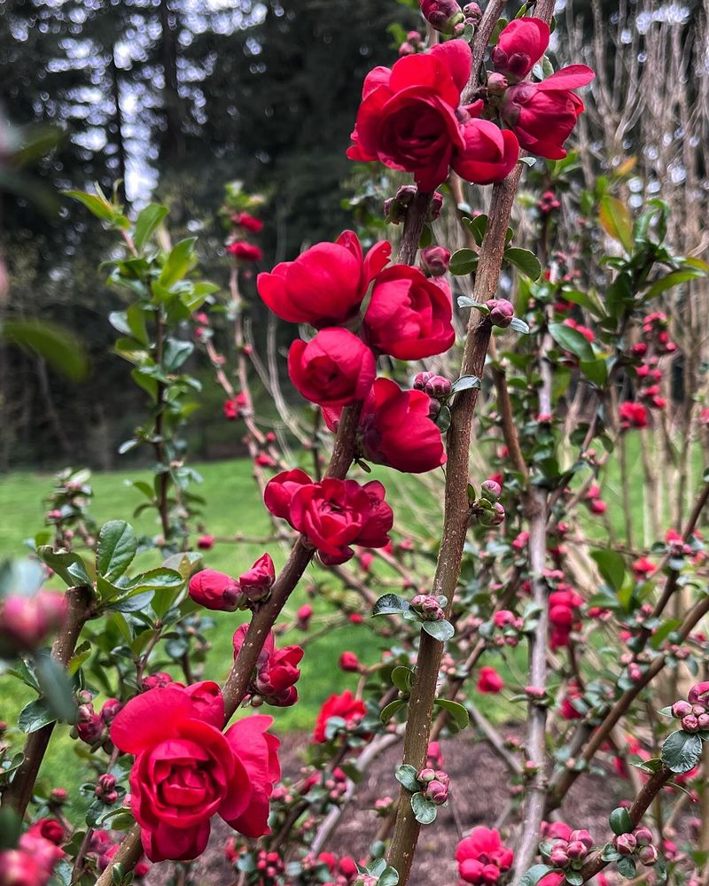 Flowering Quince