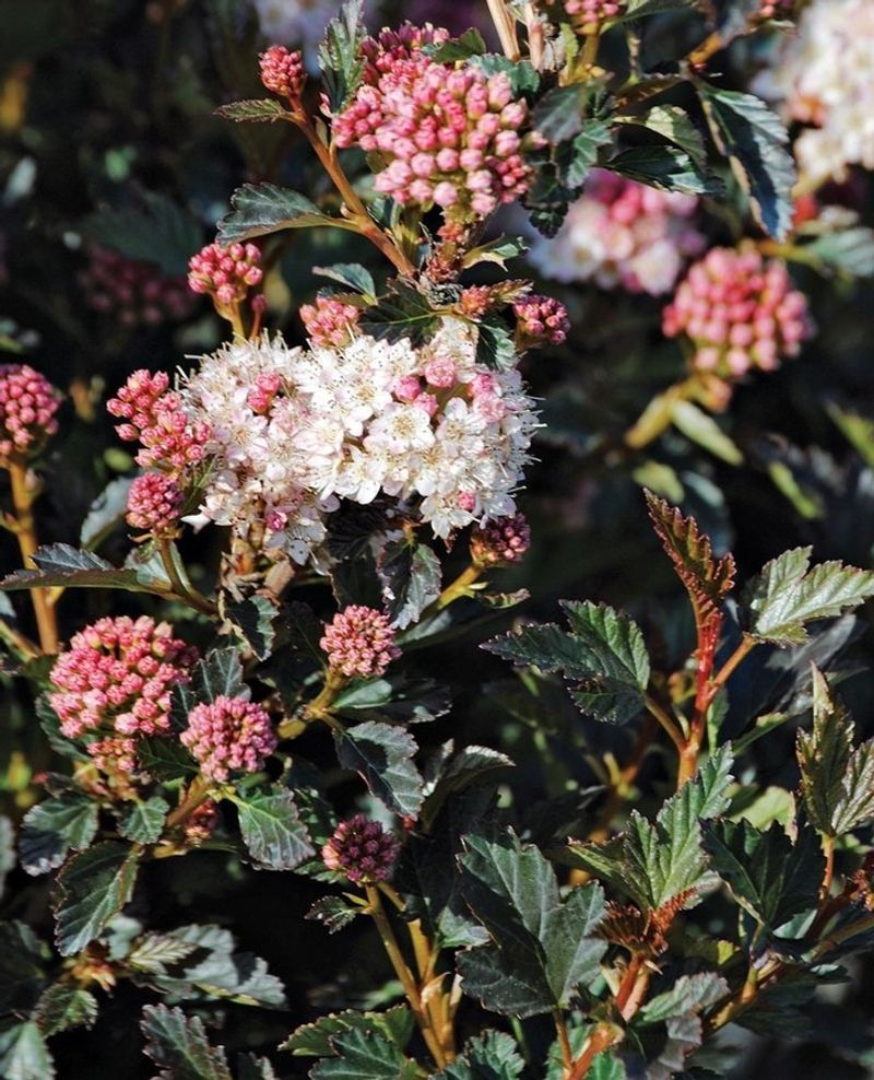 Ninebark (Physocarpus)