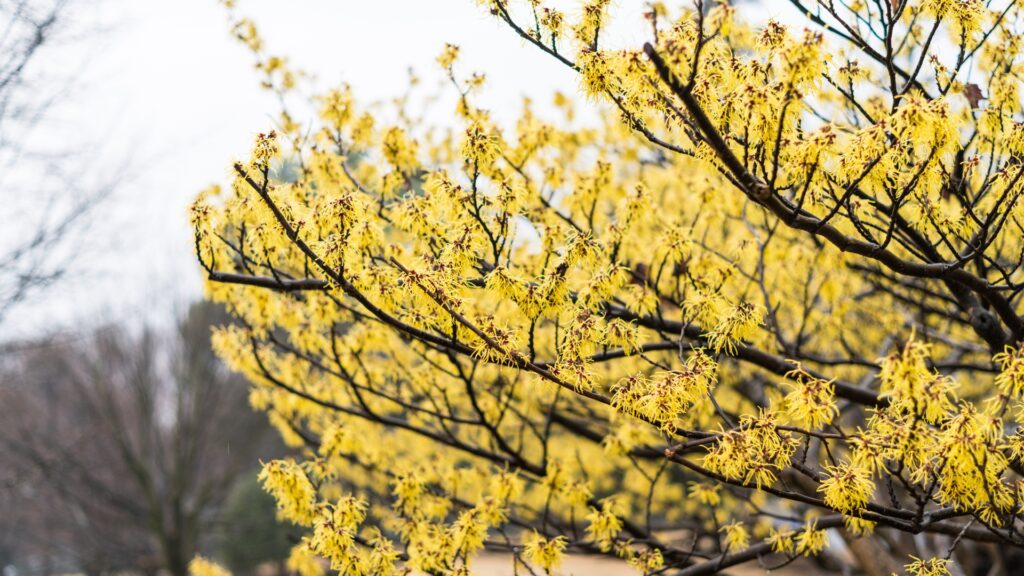 Witch Hazel tree