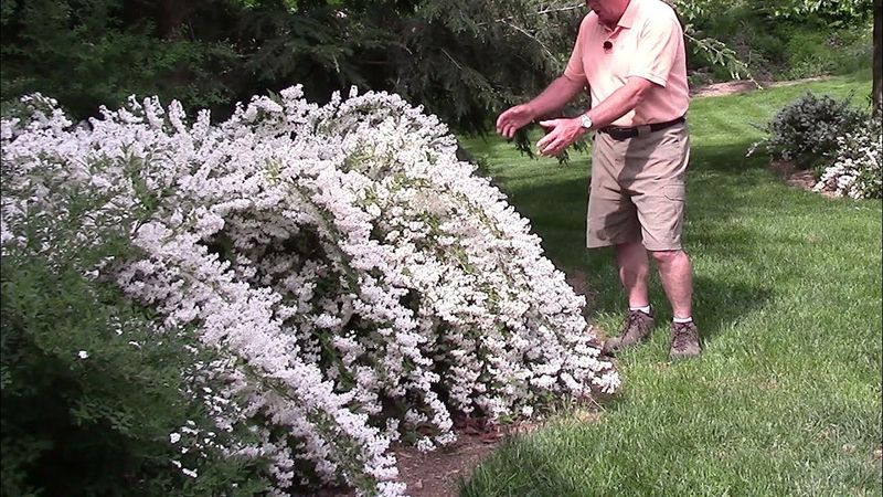 Deutzia