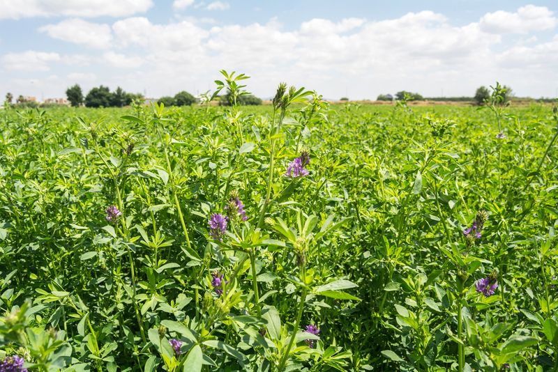 Cover Crop Rotation