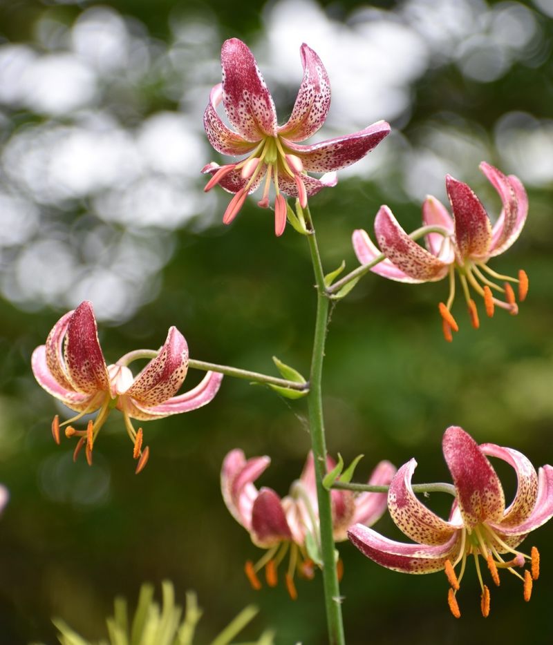 Martagon Lilies