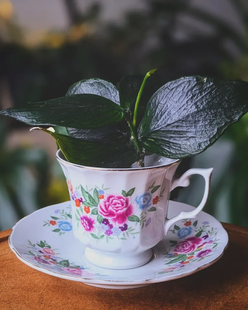 Teacup Succulent Homes