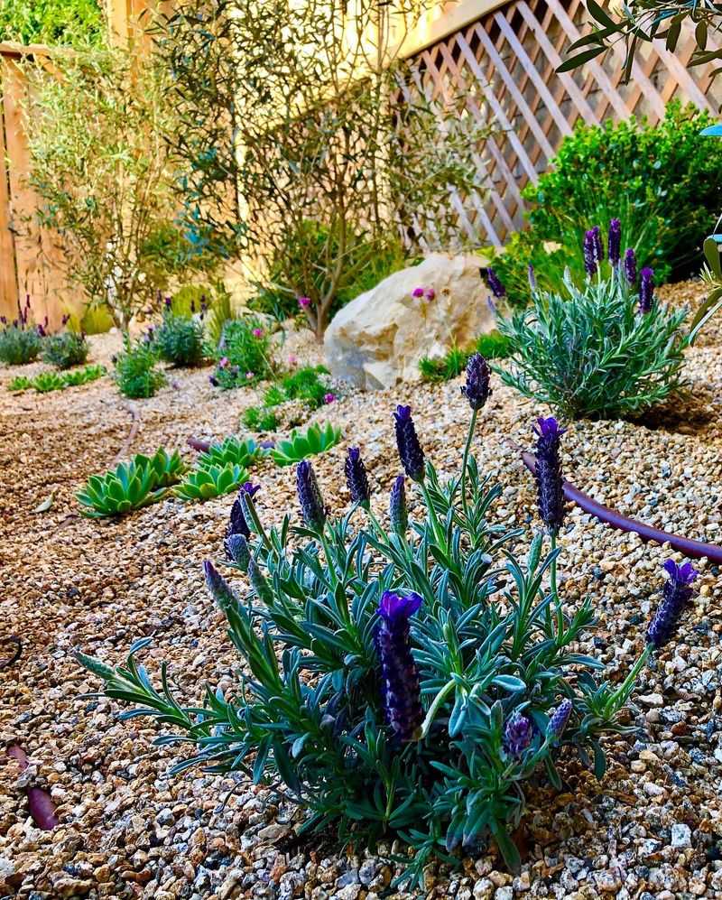 Mediterranean Gravel Garden