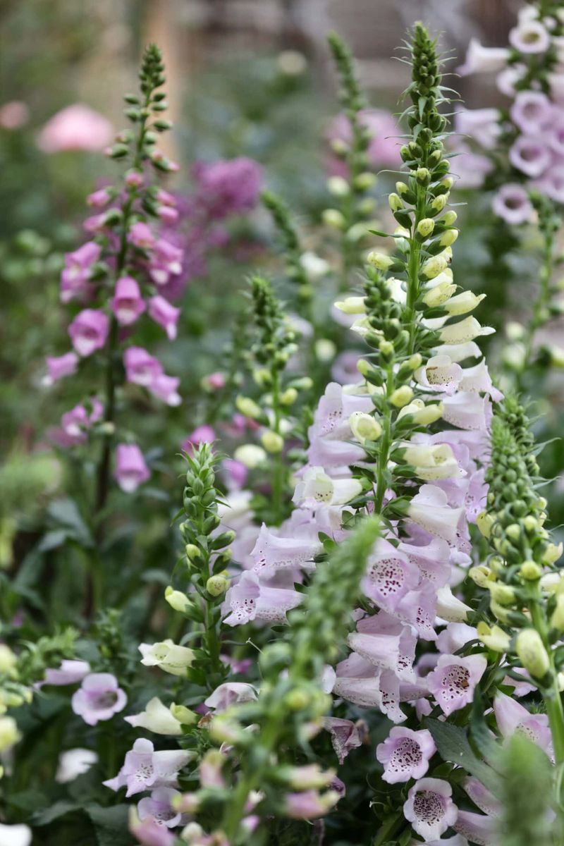 Foxglove
